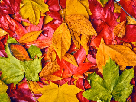 Canvastavla - Leaves in Autumn Colors