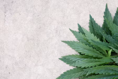 Canvastavla - Green Leaves on a Gray Concrete