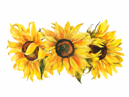 Canvastavla - Three Sunflowers on a White