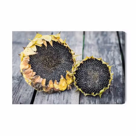 Canvastavla - Sunflowers on the Background of