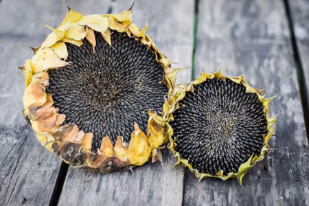 Canvastavla - Sunflowers on the Background of