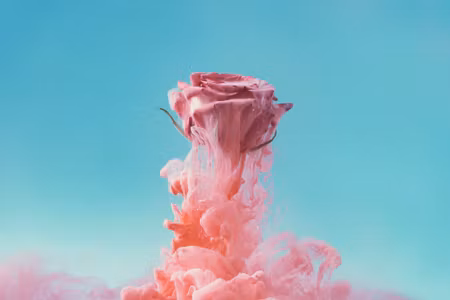 Canvastavla - Beautiful Rose