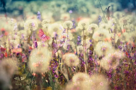 Canvastavla - Flowers on the Meadow