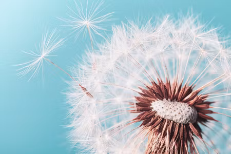 Canvastavla - Beautiful Dandelion