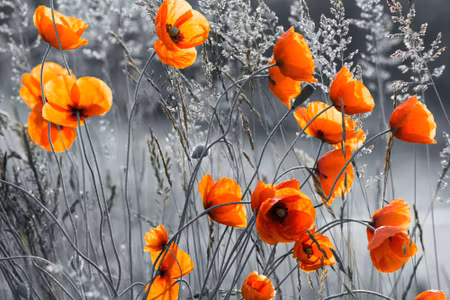 Canvastavla - Beautiful Meadow Poppies
