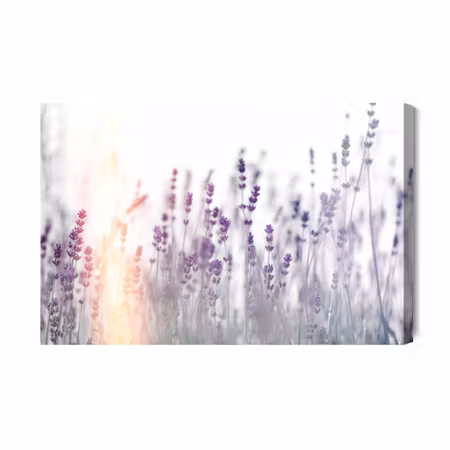Canvastavla - Lavender At Sunset