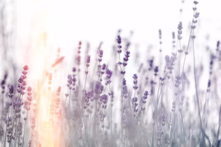 Canvastavla - Lavender At Sunset