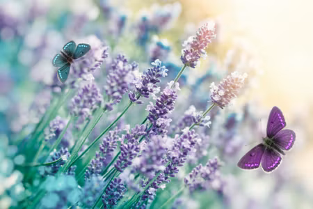 Canvastavla - Lavender and Butterflies