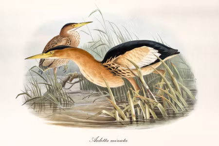 Canvastavla - Water Birds