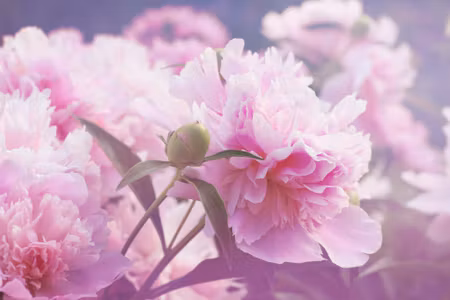 Canvastavla - Bright Peonies Roses