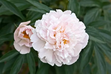 Canvastavla - Bright Peony
