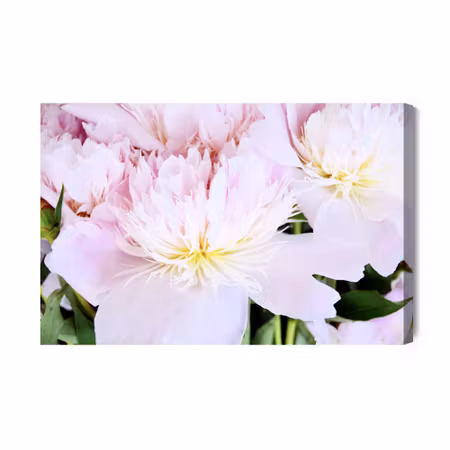 Canvastavla - Peony Rose in Light Pink