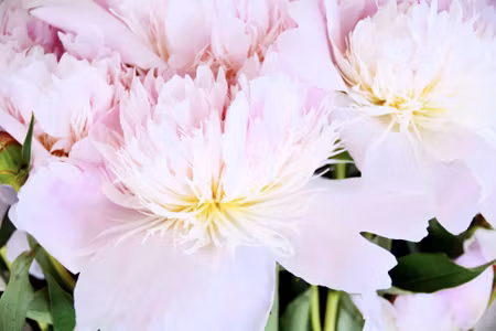 Canvastavla - Peony Rose in Light Pink