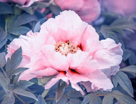 Canvastavla - Peony in the Garden