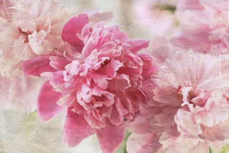 Canvastavla - Peonies in Retro Style