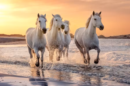 Canvastavla - Horses By the Mediterranean Sea