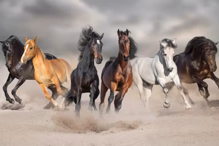 Canvastavla - Horses By the Sea