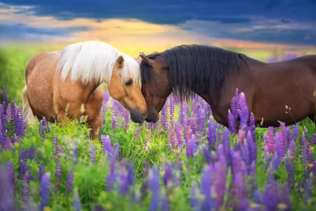 Canvastavla - Horses in Love with Flowers