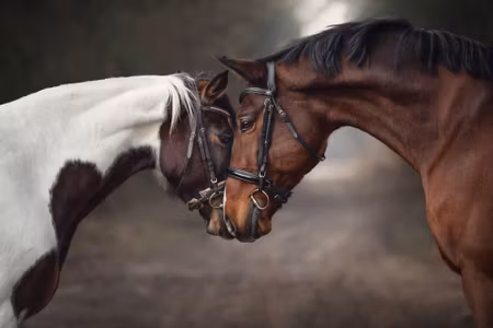 Canvastavla - Beautiful Horses in the Woods