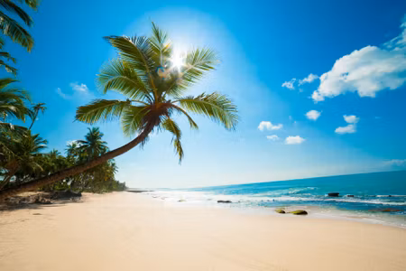 Canvastavla - White Beach with Palm