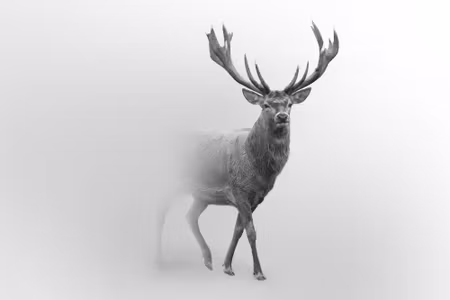 Canvastavla - Deer in Black and White