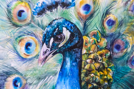 Canvastavla - Peacock with Colourful Feathers