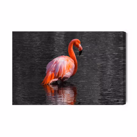 Canvastavla - Flamingos in the Water