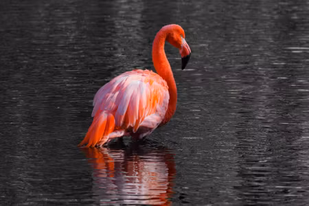 Canvastavla - Flamingos in the Water