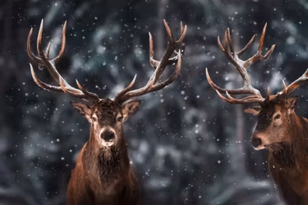 Canvastavla - Two Magnificent Stags