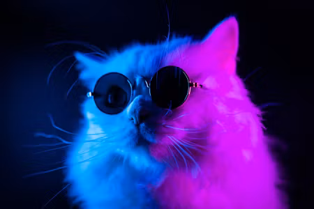 Canvastavla - Cat with Sunglasses