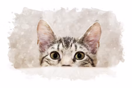 Canvastavla - Curious Kitten Painted in