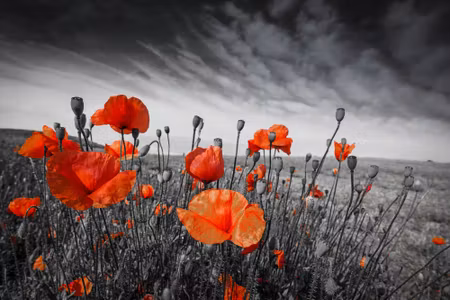 Canvastavla - Wild Poppies on a Black and White