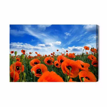 Canvastavla - Blooming Poppies in a Meadow D