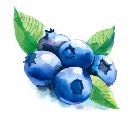 Canvastavla - Blueberries Painted with Watercolors