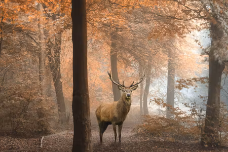 Canvastavla - Deer in the Autumn Forest