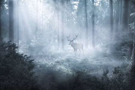 Canvastavla - A Deer in a Dark Forest
