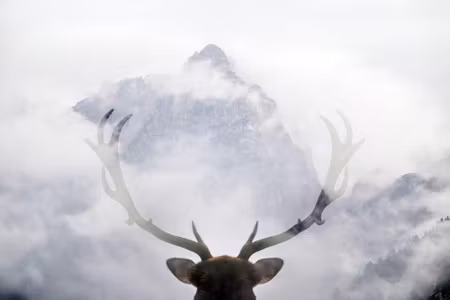 Canvastavla - A Deer Looking At the Mountains
