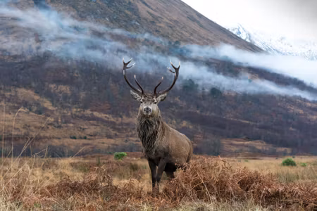 Canvastavla - The Majestic Deer Against the