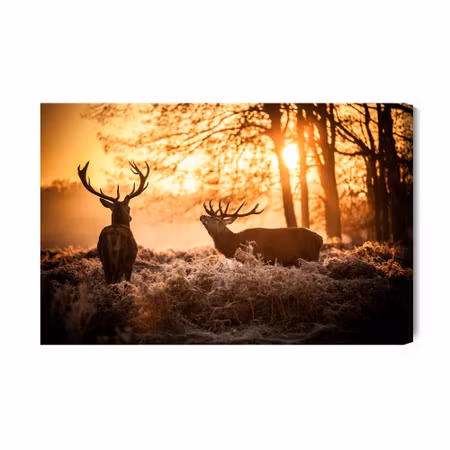 Canvastavla - Deer in the Morning