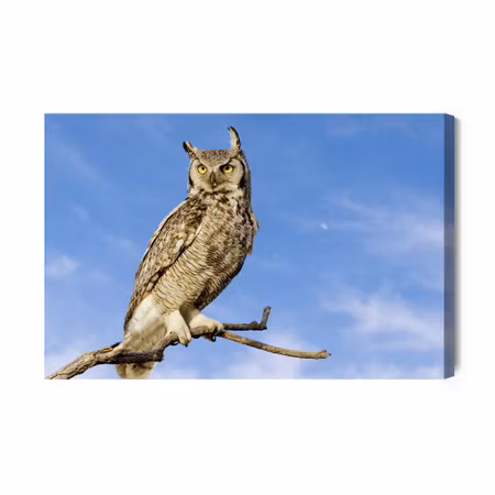 Canvastavla - Bird of Prey Against the Sky