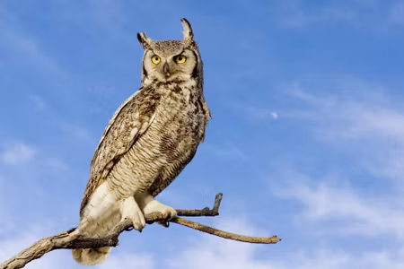 Canvastavla - Bird of Prey Against the Sky
