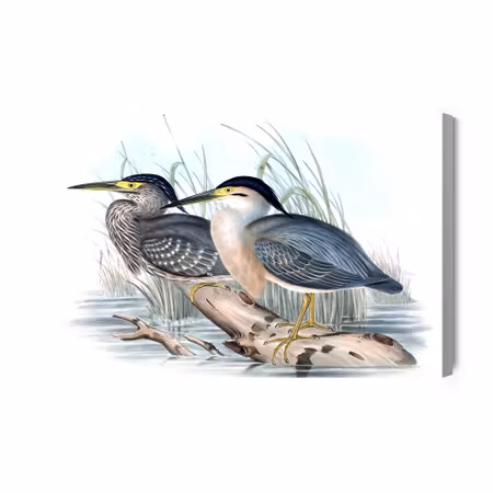 Canvastavla - Birds over the Water