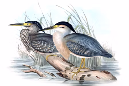 Canvastavla - Birds over the Water