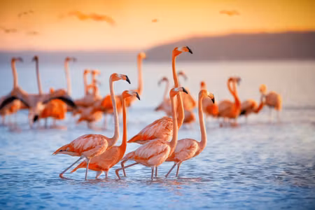 Canvastavla - Flamingos Birds