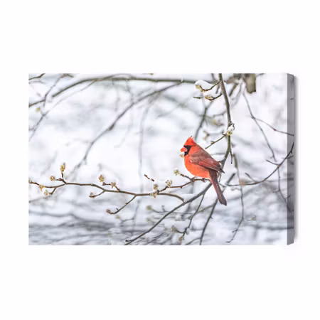 Canvastavla - Red Bird