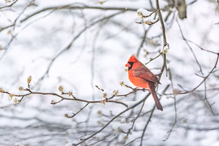Canvastavla - Red Bird