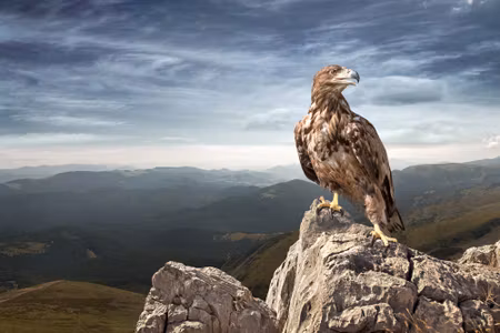 Canvastavla - Eagle on Top of the Mountain