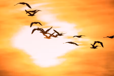 Canvastavla - Cormorants Birds