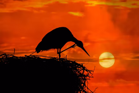 Canvastavla - Bird in the Nest