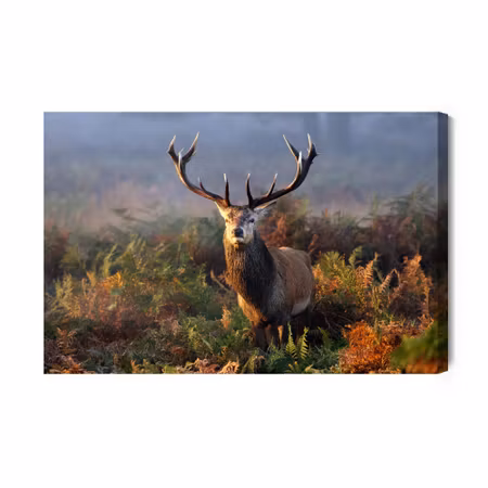 Canvastavla - An Impressive Deer Among the Forest